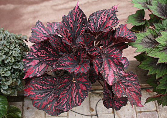B. ‘Pandora’